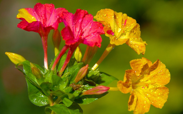 Flower water droplets green leaf #2 free wallpaper - medium preview image