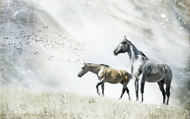 Horses birds field snow tonalism free wallpaper - medium preview image