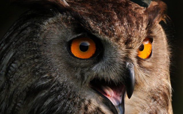 Owl orange eyes black background #6 free wallpaper - medium preview image