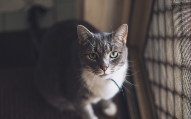 Sad cat window shift f1 free wallpaper - medium preview image
