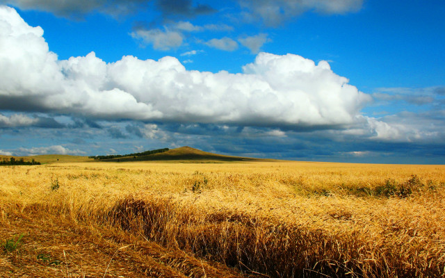 Wheat field cloudy sky hill #2 free wallpaper - medium preview image