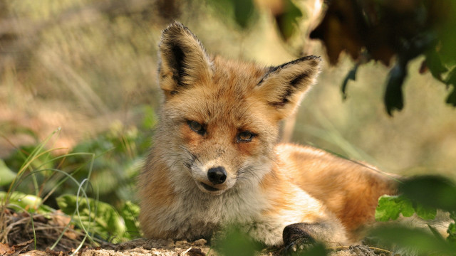 Sad fox in grass blurry free wallpaper - medium preview image