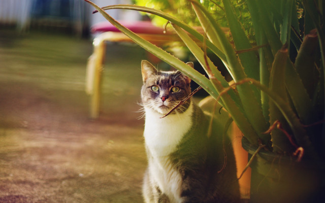 Cat grass plant chair blurry free wallpaper - medium preview image