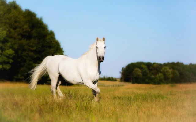 White horse field trees blue free wallpaper - medium preview image