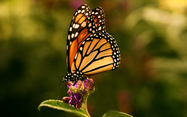 Butterflies flower sun macro blurry free wallpaper - medium preview image