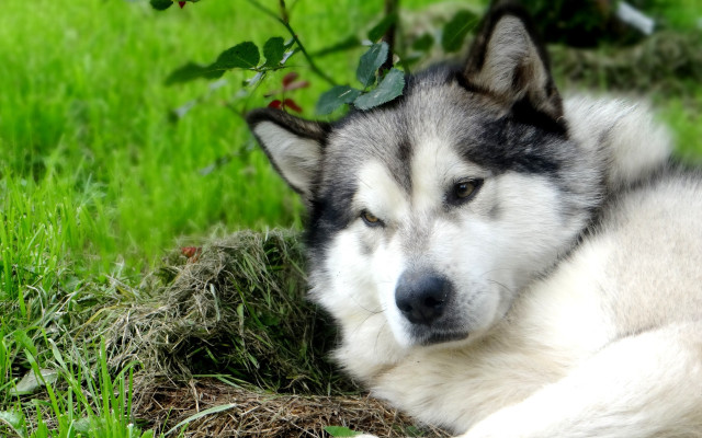 Husky grass bush nature focus free wallpaper - medium preview image