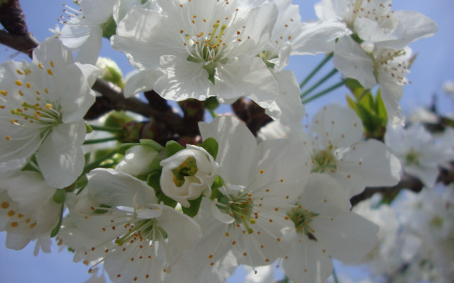 White flowers tree blue sky free wallpaper - medium preview image