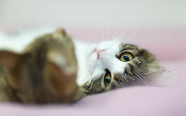 Cat pink blanket blue eyes #2 free wallpaper - medium preview image