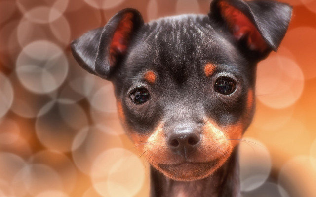 Shiba inu black brown face free wallpaper - medium preview image
