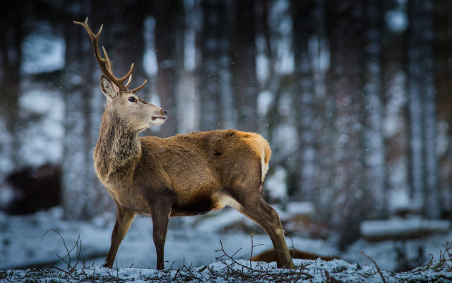 Deer snowy forest winter night free wallpaper - medium preview image