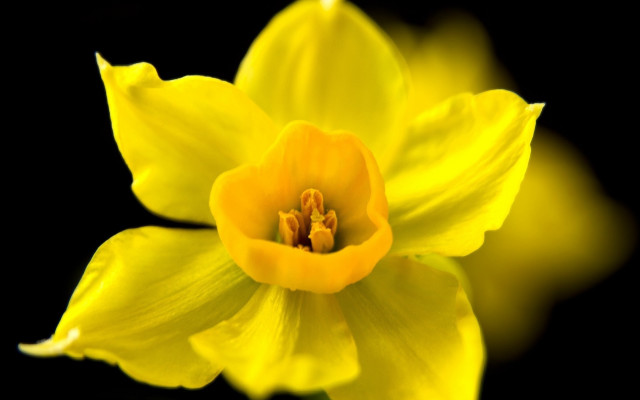 Yellow flower macro black background free wallpaper - medium preview image