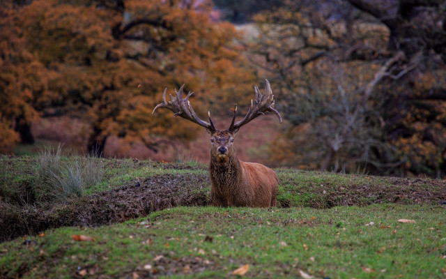 Deer field trees grass leaves #2 free wallpaper - medium preview image