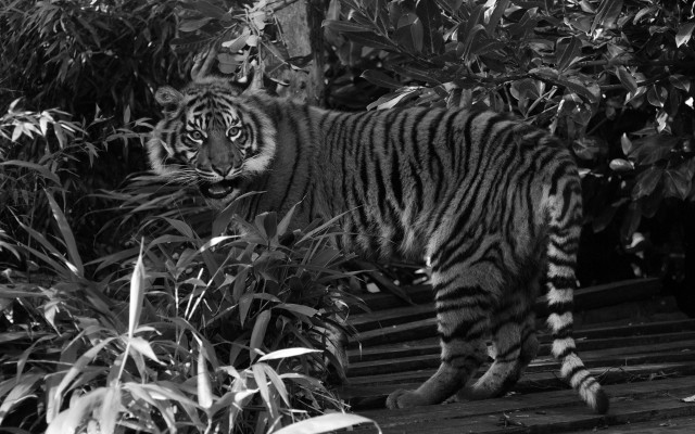 Tiger forest bushes monochrome sharp free wallpaper - medium preview image