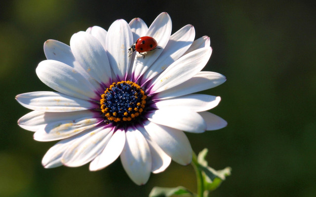 Ladybug whiteflower greenbackground macro art free wallpaper - medium preview image