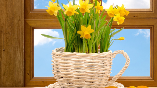 Basket daffodils table window cloudy free wallpaper - medium preview image