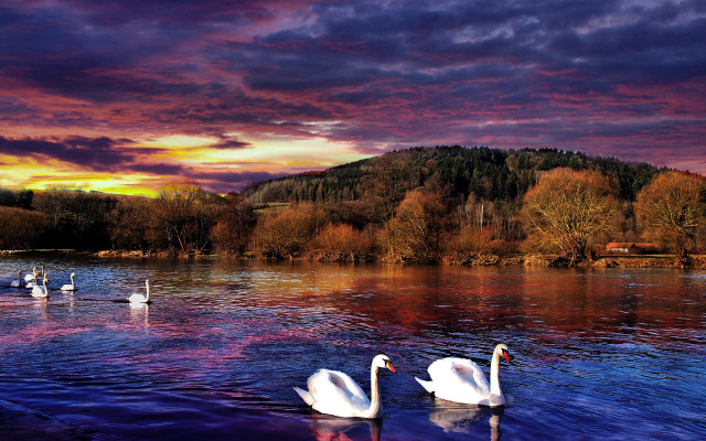 Swans lake sunset mountains colorful free wallpaper - medium preview image
