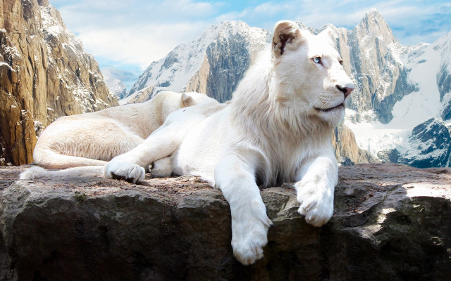 White lion rock mountain beach free wallpaper - medium preview image