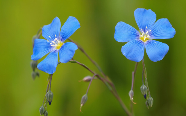 Blue flower butterfly macro closeup free wallpaper - medium preview image