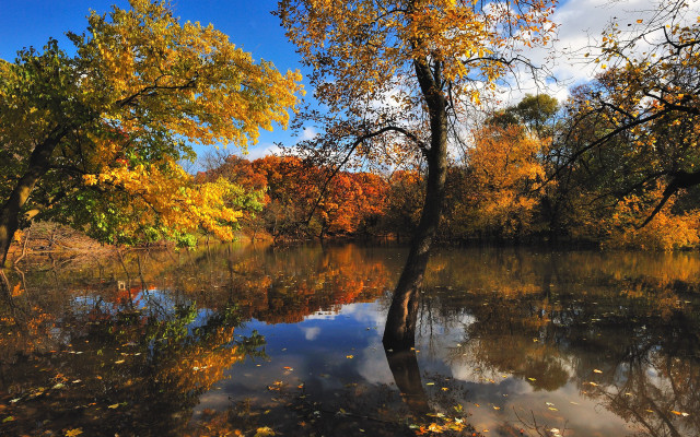 Lake trees autumn leaves sky free wallpaper - medium preview image