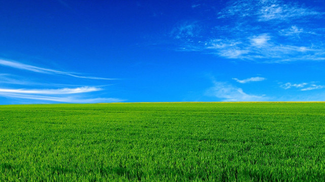 Green field lone tree blue free wallpaper - medium preview image