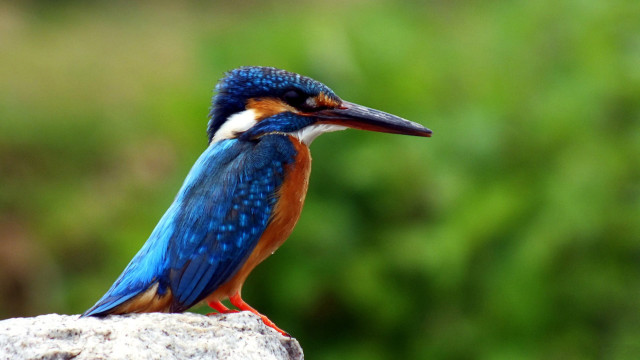 Blue orange bird rock bokeh free wallpaper - medium preview image