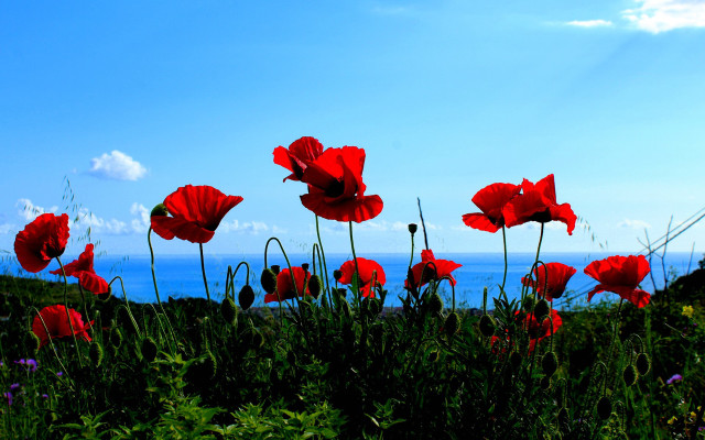Red flower field blue sky #11 free wallpaper - medium preview image