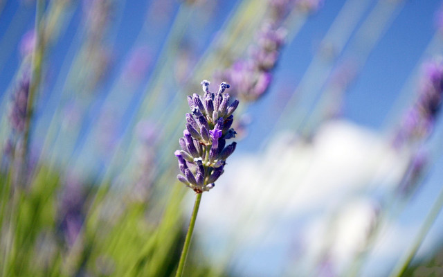 Purple flower blue sky macro #3 free wallpaper - medium preview image