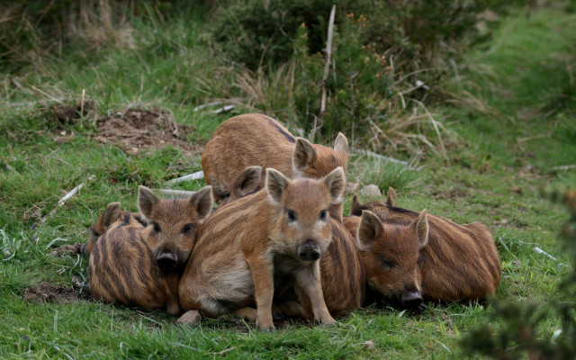 Wild boars field puppy bush free wallpaper - medium preview image