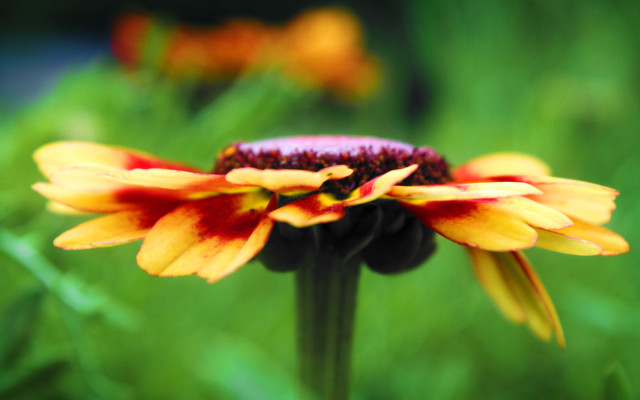 Yellow red flower green grass free wallpaper - medium preview image