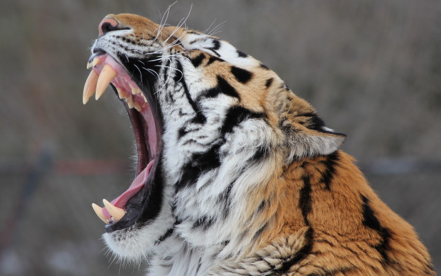 Tiger open mouth teeth wildlife #2 free wallpaper - medium preview image