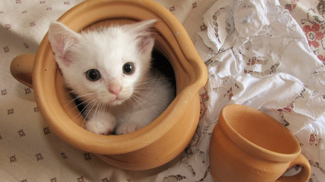 White kitten wooden bowl cup free wallpaper - medium preview image