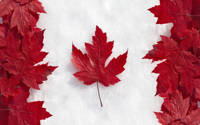 Red leaf winter snow autumn free wallpaper - medium preview image