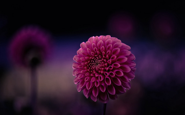 Purple flower blurry background macro #2 free wallpaper - medium preview image