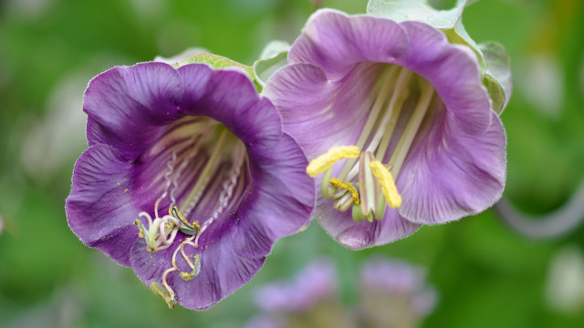 Purple flower bokeh depth of free wallpaper - medium preview image