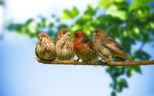 Birds branch leaves blue sky free wallpaper - medium preview image