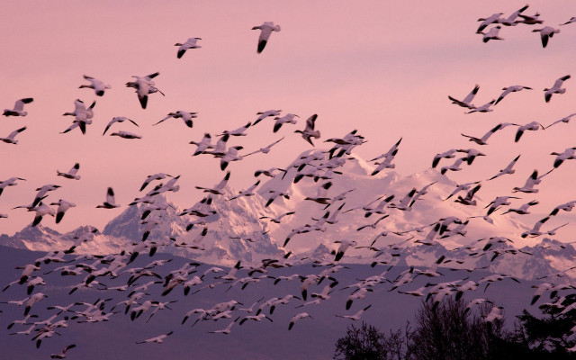 Birds sunset mountain pink sky free wallpaper - medium preview image