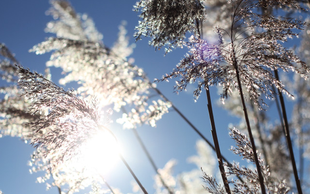 Plants sky sunset bloom fence free wallpaper - medium preview image