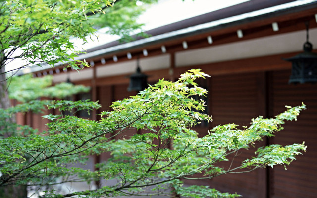 Tree green leaves building lights free wallpaper - medium preview image
