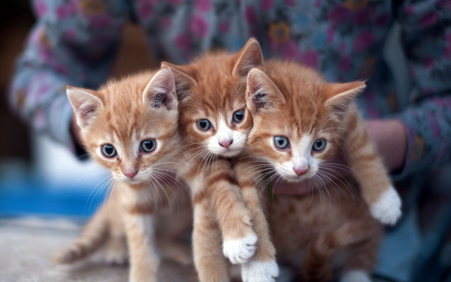 Kittens held pink shirt jeans free wallpaper - medium preview image
