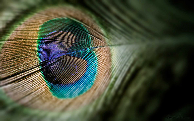 Peacock eye feathers closeup blue free wallpaper - medium preview image