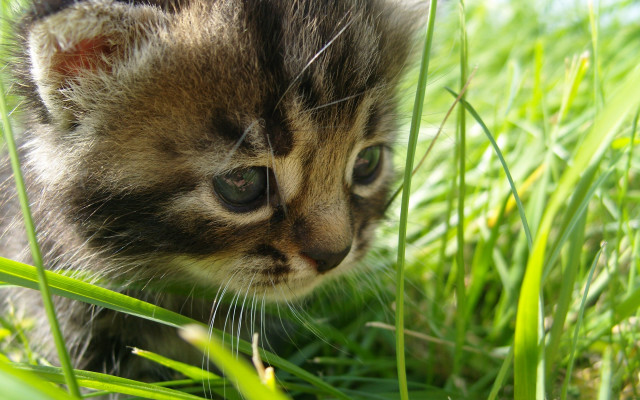 Kitten walking grass distant focus free wallpaper - medium preview image