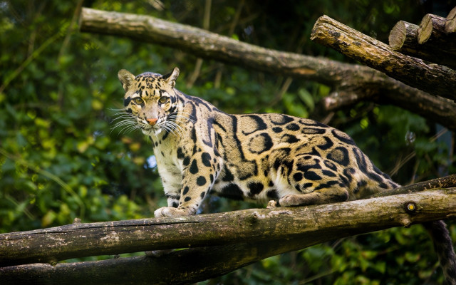 Large cat forest jaguar leopard free wallpaper - medium preview image