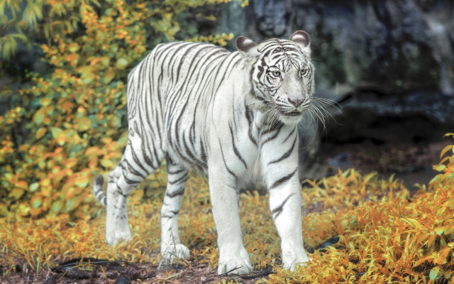 White tiger field flower autumn free wallpaper - medium preview image