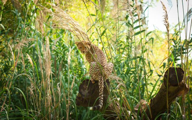 Leopard tallgrass forest ruins moss free wallpaper - medium preview image