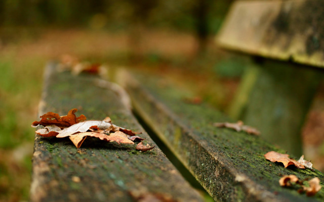 Bench leaves grass trees bokeh free wallpaper - medium preview image