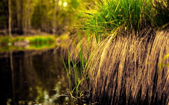 Grassy waterstream forest palm path free wallpaper - medium preview image