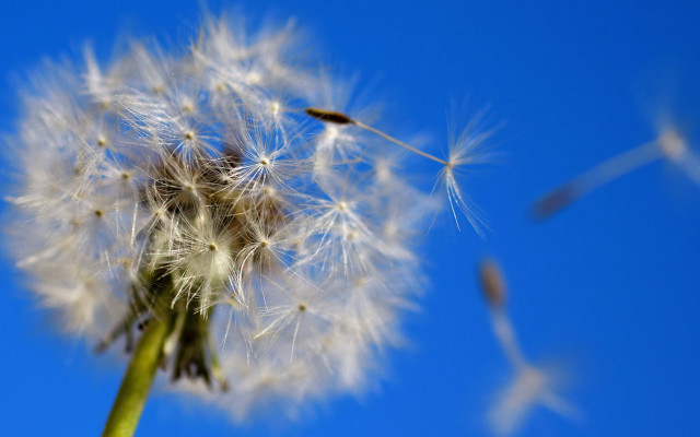 Dandelion blue sky seeds macro free wallpaper - medium preview image