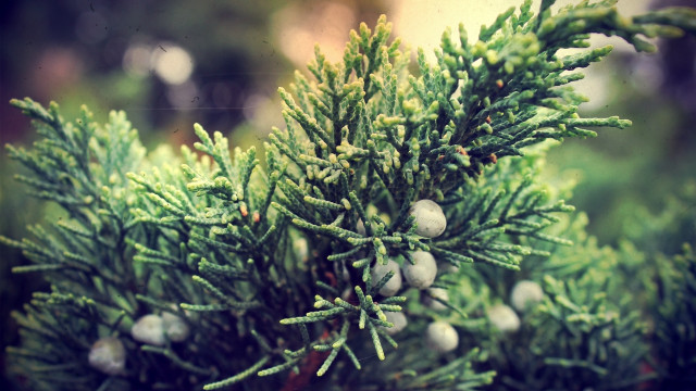 Pine cones needles closeup nature #2 free wallpaper - medium preview image