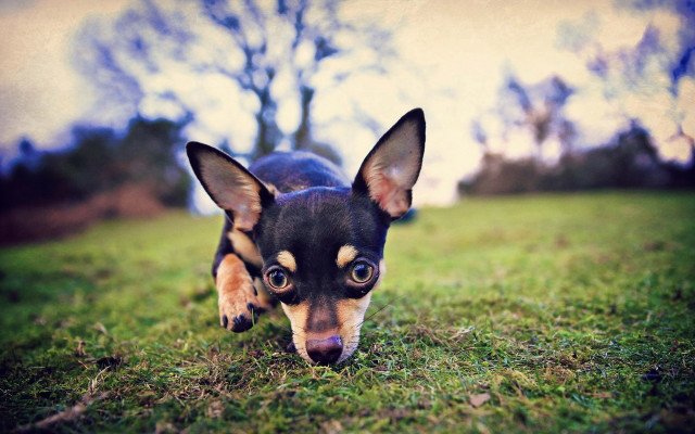 Small dog walking grass tongue free wallpaper - medium preview image