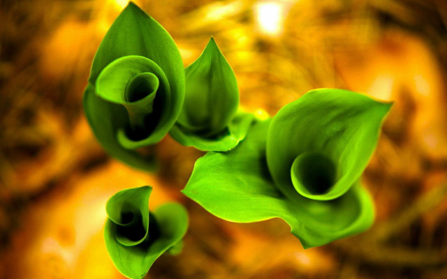 Green flower closeup blurry background free wallpaper - medium preview image